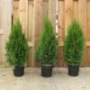 Thuja Occidentalis Smaragd 21cm -usine boutique fd16895wh