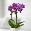 Orchidée Naine Violette -usine boutique fd17037wh