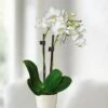 Orchidée Blanche Naine -usine boutique fd17040wh