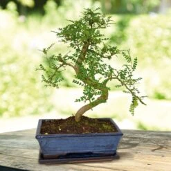 Bonsaï Zanthoxylum 25cm Forme S