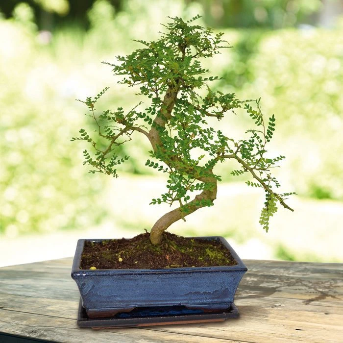 Bonsaï Zanthoxylum 25cm Forme S 3 Bonsaï Zanthoxylum 25cm Forme S