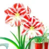 Amaryllis Clown -usine boutique fd17190wh jpg