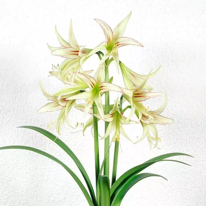 Amaryllis Emerald 2 Amaryllis Emerald