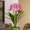 Hippeastrum Amaryllis Rose En Pot -usine boutique fd17196wh jpg