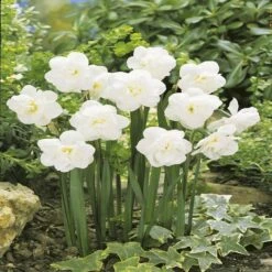 Narcisse Snow Ball X 10