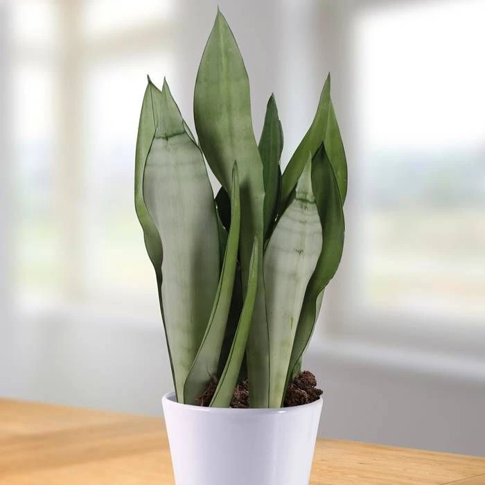 Sansevieria Moonshine 12 Cm Pot 3 Sansevieria Moonshine 12 Cm Pot