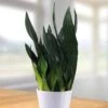 Sansevieria Robusta 12 Cm Pot -usine boutique fd17690wh