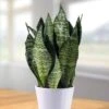 Sansevieria Zeylanica -usine boutique fd17692wh