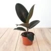 Ficus Elastica Abidjan