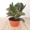 Ficus Elastica Tineke 23 Cm -usine boutique fd19291wh