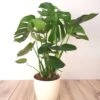 Monstera Deliciosa -usine boutique fd19294wh