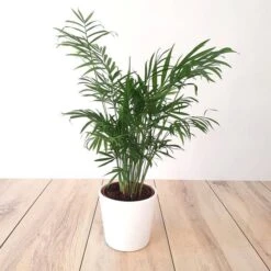 Palm Chamaedorea Elegance 17 Cm