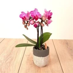 Phalaenopsis Pink Dwarf