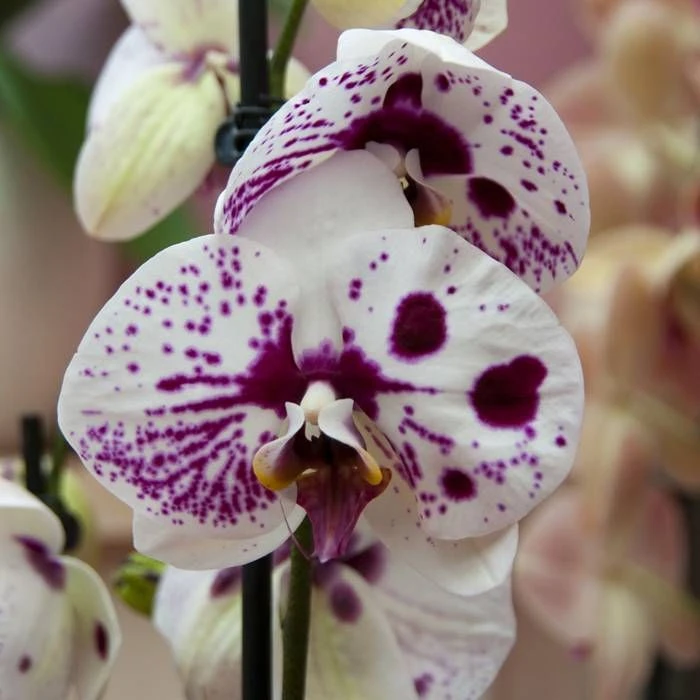Phalaenopsis Spoted Harlequin 3 Phalaenopsis Spoted Harlequin
