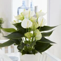 Anthurium White Champion 14 Cm