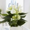 Anthurium White Champion 12 Cm