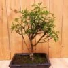 Bonsaï Zanthoxylum 9 Ans 2 Bonsaï Zanthoxylum 9 Ans -usine boutique fd19563wh