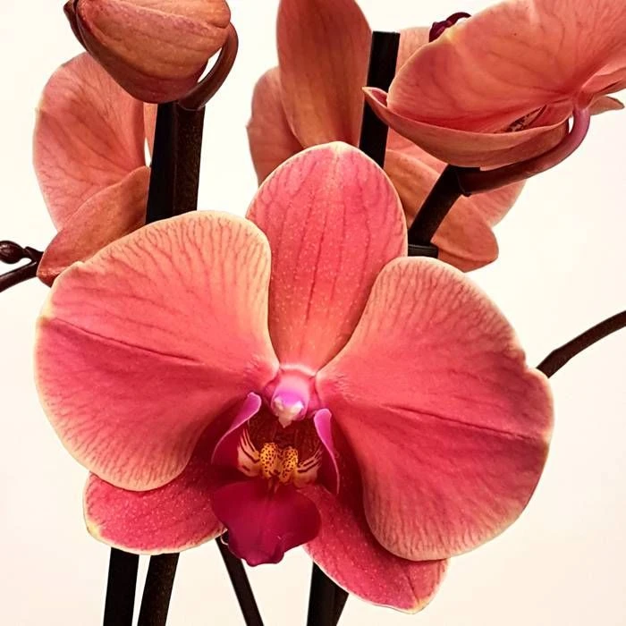 Orchidée Phalaenopsis Peach 4 Orchidée Phalaenopsis Peach – Image 2