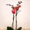 Orchidée Phalaenopsis Peach 2 Orchidée Phalaenopsis Peach -usine boutique fd19567wh