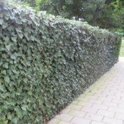 Hedera Hibernica Hedge X 5