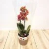 Phalaenopsis Bicolour -usine boutique fd19576wh