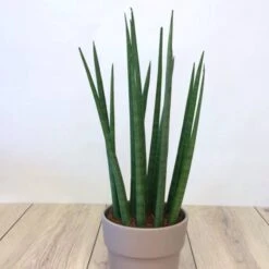 Sansevieria Cylindrica
