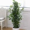 Ficus (microcarpa) Moclame 21 Cm Pot -usine boutique fd19679wh 1