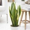 Sansevieria Trifasciata Laurentii P17 1 Sansevieria Trifasciata Laurentii P17 -usine boutique fd19684wh