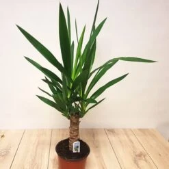 Standard Yucca Elephantipes