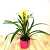 Bromelia Blanc -usine boutique fd19739wh jpg