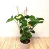 Anthurium Elegance 14 Cm -usine boutique fd19741wh