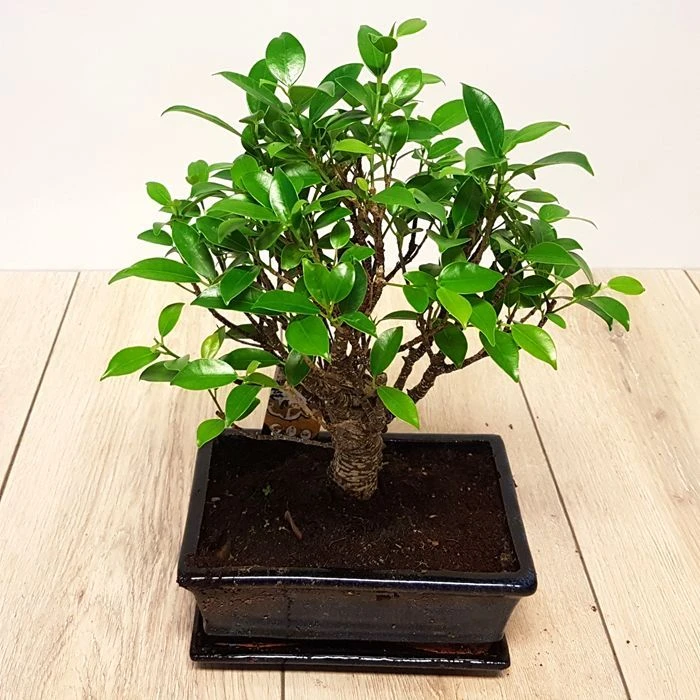 Bonsaï Ficus 25 Cm Pot S Style 3 Bonsaï Ficus 25 Cm Pot S Style