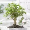 Bonsai Ligustrum Nitida Broom 12 Cm Pot -usine boutique fd19767wh