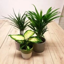 Set 3 Plantes Dintérieur X 3