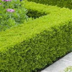 Buxus Sempervirens Haie