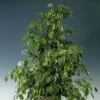 Ficus Benjamina Golden King 27cm Pot 2 Ficus Benjamina Golden King 27cm Pot -usine boutique fd19777wh 1