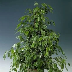 Ficus Benjamina Golden King 27cm Pot