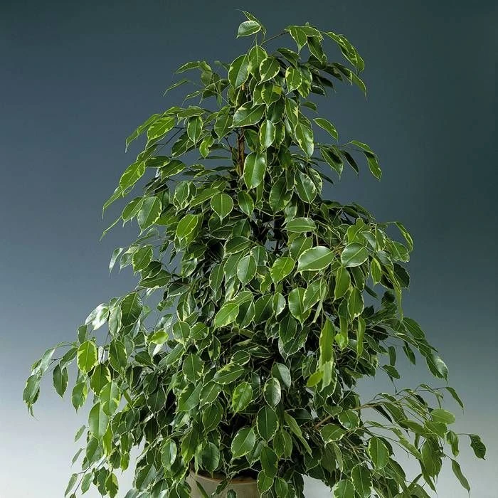 Ficus Benjamina Golden King 27cm Pot 3 Ficus Benjamina Golden King 27cm Pot