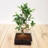 Bonsai Ficus S Style -usine boutique fd19805wh