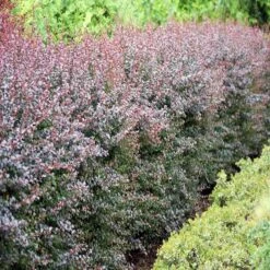 Berberis Thunbergii Dart's Red Lady X 5