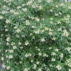 Choisya Aztec Pearl Haie X 5