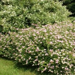 Spiraea Japonica Little Princess X 5