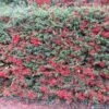 Pyracantha Coccinea Red Column Haie X 5 -usine boutique fd19868wh