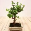 Bonsai Jade Broom 12 Cm 1 Bonsai Jade Broom 12 Cm -usine boutique fd19887wh 1