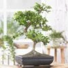 Bonsai Carmona S 25 Cm Pot -usine boutique fd19941wh
