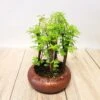 Bonsai Metasequoia Forest 16 Cm 2 Bonsai Metasequoia Forest 16 Cm -usine boutique fd20087wh
