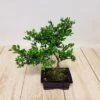 Bonsaï Ilex 15 Cm Pot - 1 Arbre 1 Bonsaï Ilex 15 Cm Pot - 1 Arbre -usine boutique fd20088wh