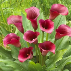 Zantedeschia Rouge