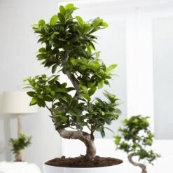 Ficus Retusa (microcarpa) Ginseng 21 Cm
