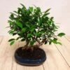 Bonsai Ficus Forest 25 Cm Pot -usine boutique fd20170wh